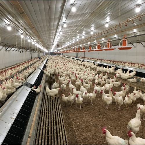 Poultry Farming