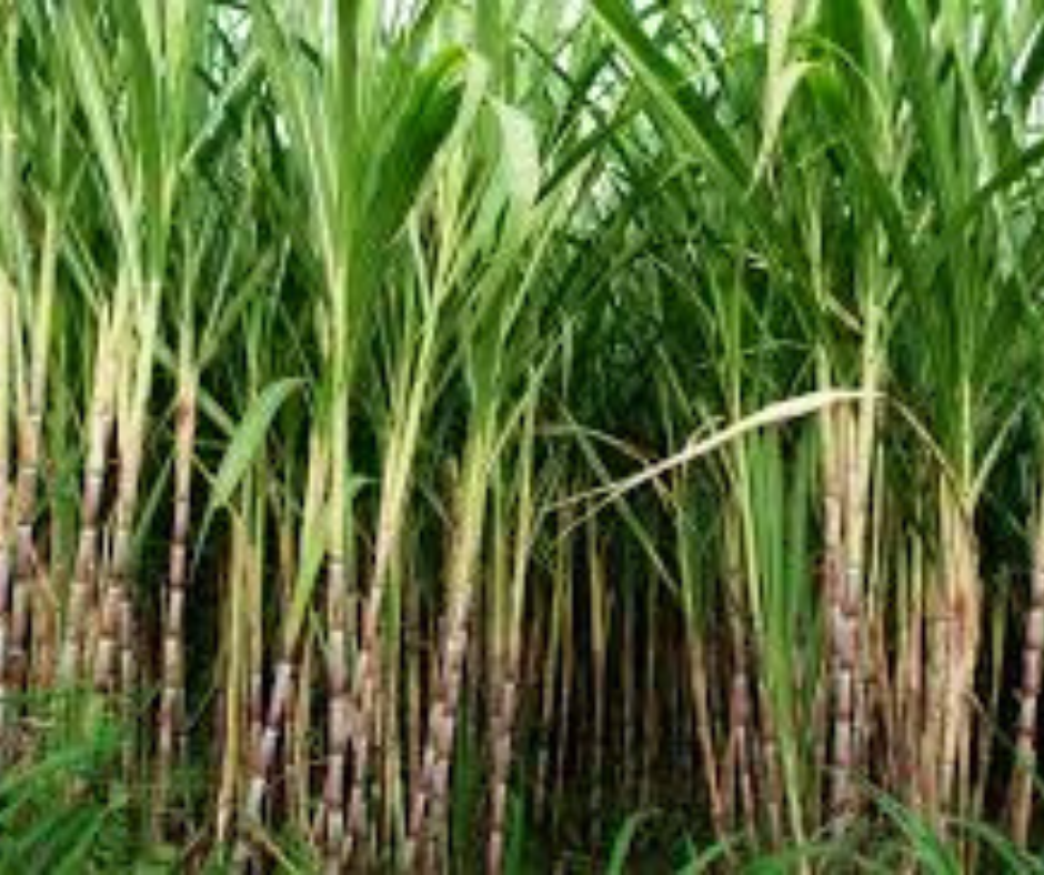 PRESIDENT RUTO GIVES WESTERN KENYA SUGARCANE FARMERS A BONUS BUT…..